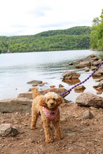 Load image into Gallery viewer, Blooming Orchid Macramé Leash
